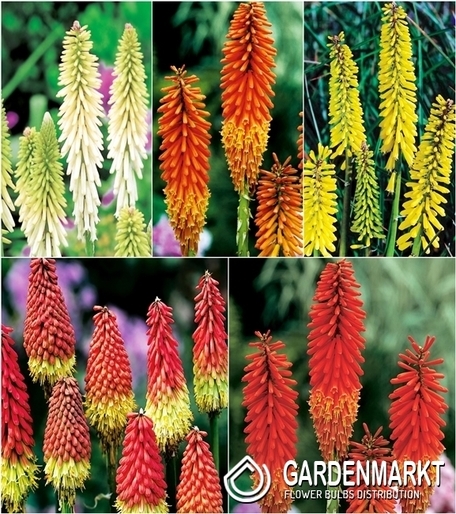 Zestaw Kniphofia-Trytoma I wybór