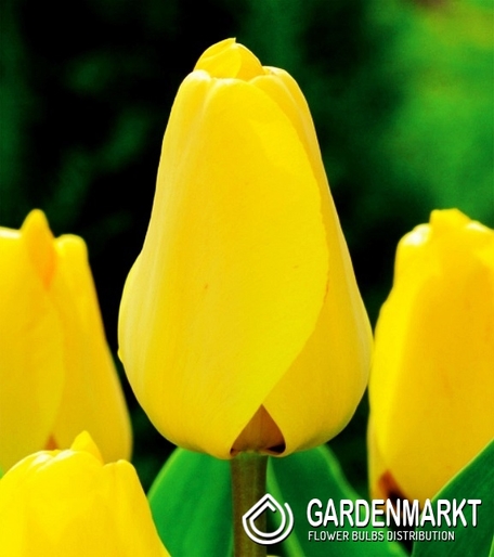 Tulipan Darwina Golden Apeldoorn 5 szt.