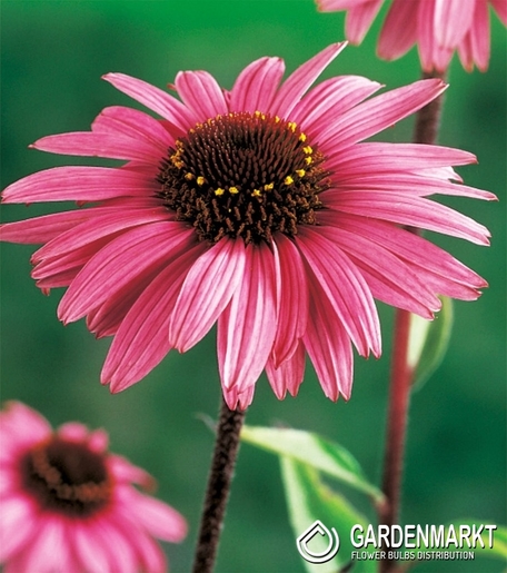 Echinacea-Jeżówka Purpurowa 1 szt.
