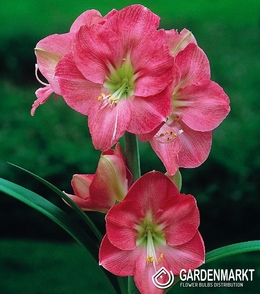 Hippeastrum- Amarylis Susan 1 szt.