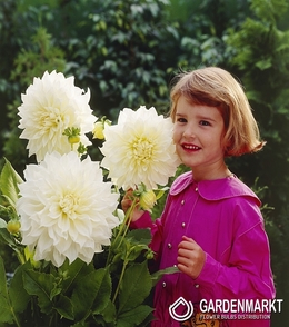 Dalia Dekoracyjna White Perfection 1 szt.