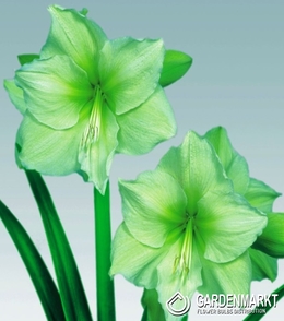 Hippeastrum - Amarylis Limona 1 szt.