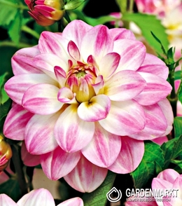 Dalia Dekoracyjna Twilight Time 1 szt.