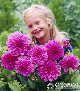 Dalia Dekoracyjna Lilac Time 1 szt.