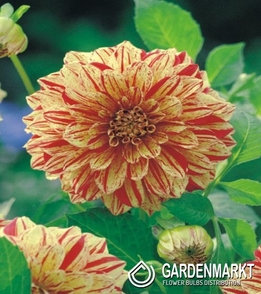 Dalia Dekoracyjna Painted Madame 1 szt.