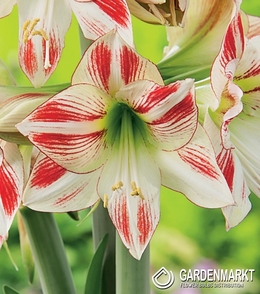 Hippeastrum - Amarylis Ambiance 1 szt.