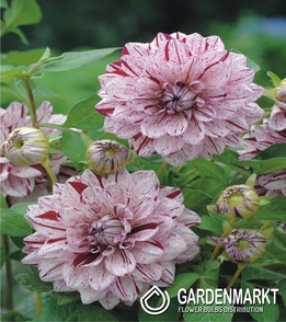 Dalia Dekoracyjna Painted Lady 1 szt.