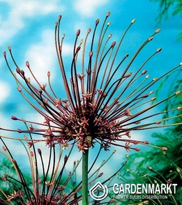 Allium Schubertii - Czosnek Szuberta 1 szt.