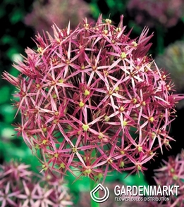 Allium Christophii - Czosnek Krzysztofa 3 szt.