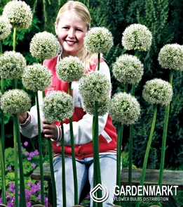 Allium - Czosnek White Giant 1 szt.