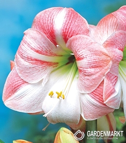 Hippeastrum - Amarylis Apple Blossom 1 szt.