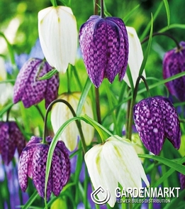 Fritillaria Meleagris - Szachownica Kostkowata 10 szt.