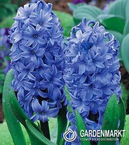 Hiacynt Delft Blue 16/18 3 szt.