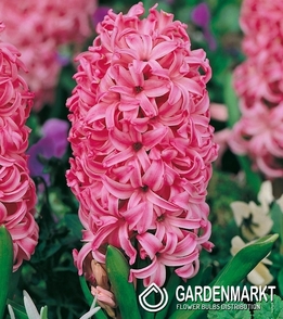 Hiacynt Pink Pearl 16/18 3 szt.