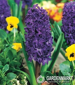 Hiacynt Purple Star 3 szt.