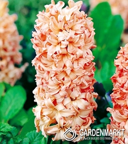 Hiacynt Apricot Passion 3 szt.