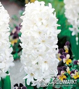 Hiacynt White Pearl 3 szt.