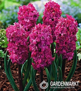 Hiacynt Pełny Red Diamond 1 szt.