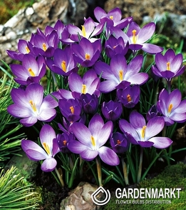 Krokus Wiosenny Ruby Giant 10 szt.