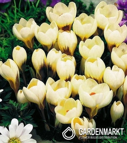 Krokus Wiosenny Cream Beauty 10 szt.