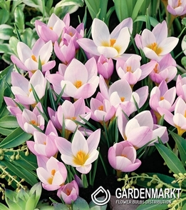 Krokus Wiosenny Firefly 10 szt.