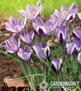 Krokus Wiosenny Spring Beauty 10 szt.