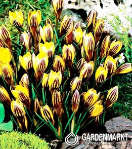 Krokus Wiosenny Gipsy Girl 10 szt.