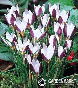 Krokus Wiosenny Lady Killer 10 szt.