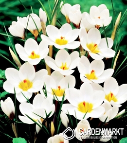 Krokus Wiosenny Ard Schenk 10 szt.