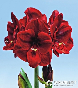 Hippeastrum - Amarylis Benfica 1 szt.