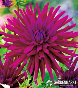 Dalia Kaktusowa Purple Gem 1 szt.