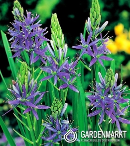 Camassia - Kamasja Niebieska 1 szt.