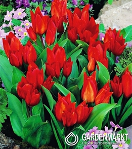 Tulipan Botaniczny Van Tubergen'S Variety 5 szt.