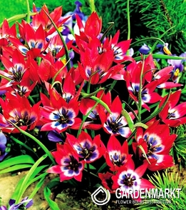 Tulipan Botaniczny Little Beauty 5 szt.