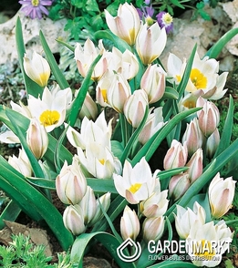 Tulipan Botaniczny Polychroma 5 szt.