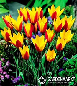Tulipan Botaniczny Cynthia 5 szt.