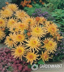 Dalia Kaktusowa Garden Princess 1 szt.