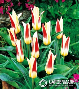Tulipan Niski Kaufmanna Johann Straus 5 szt.