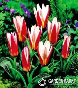 Tulipan Niski Kaufmanna Heart'S Delight 5 szt.