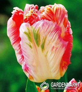 Tulipan Papuzi Apricot Parrot 5 szt.