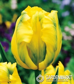 Tulipan Papuzi Texas Gold 5 szt.