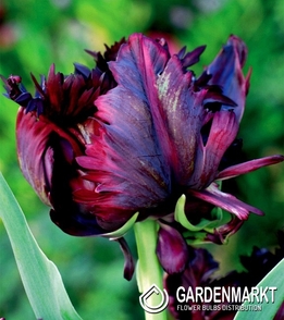 Tulipan Papuzi Black Parrot 5 szt.