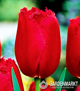 Tulipan Strzępiasty Burgundy Lace 5 szt.