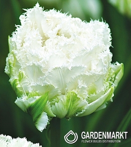 Tulipan Strzępiasty Snow Crystal 5 szt.