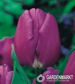 Tulipan Triumph Purple Flag 5 szt.