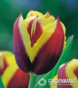 Tulipan Triumph Gavota 5 szt.