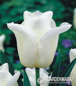 Tulipan Triumph Agrass White 5 szt.