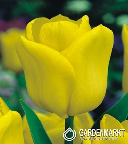 Tulipan Triumph Yellow Flight 5 szt.