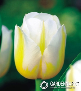 Tulipan Triumph Dwukolorowy Flaming Coquette 5 szt.