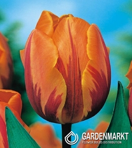 Tulipan Triumph Dwukolorowy Prinses Margiet 5 szt.